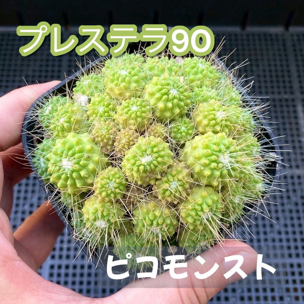 多肉植物 サボテン マミラリア ピコモンスト - メルカリ