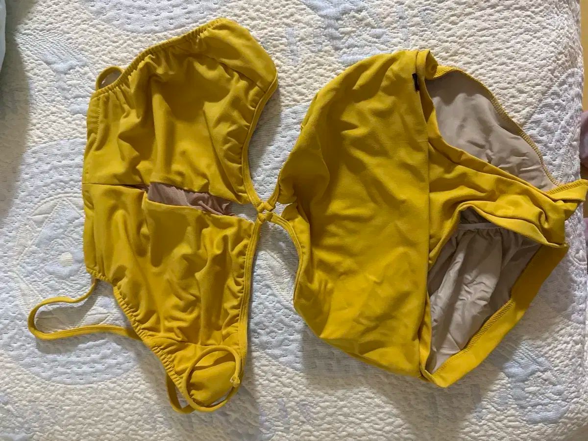 ポインセチア M