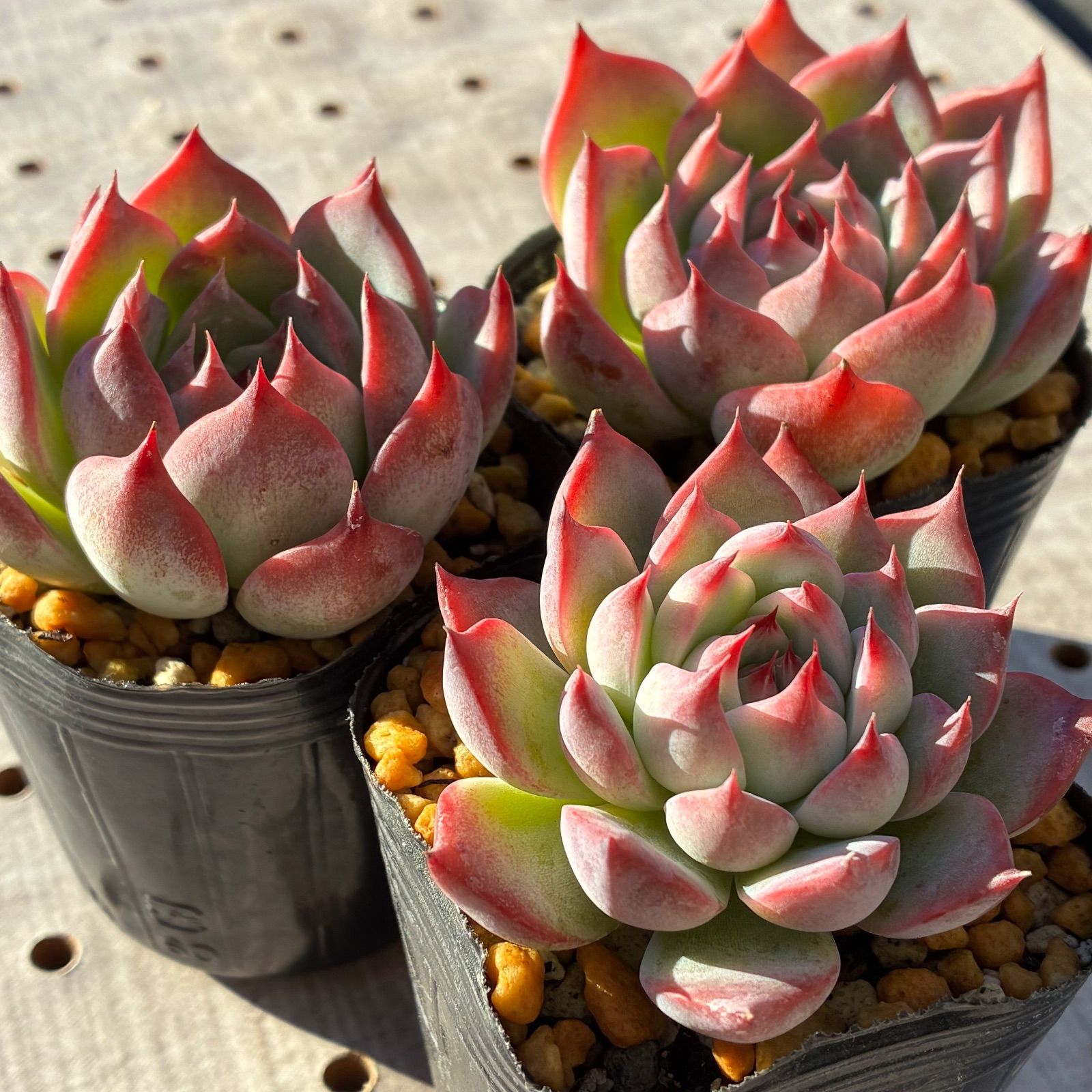 桃太郎 多肉植物 エケベリア 1苗 - メルカリ