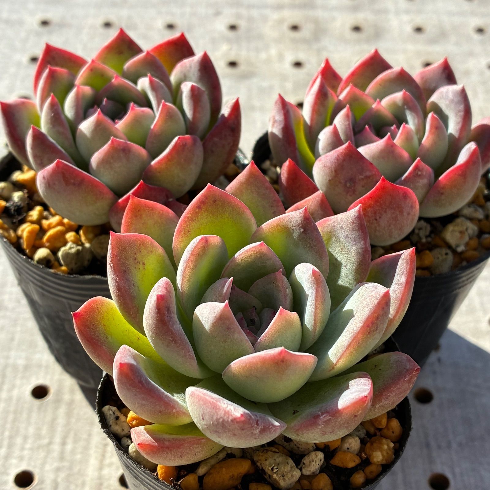 スリョン（すいれん） 多肉植物 エケベリア 1苗 - メルカリ