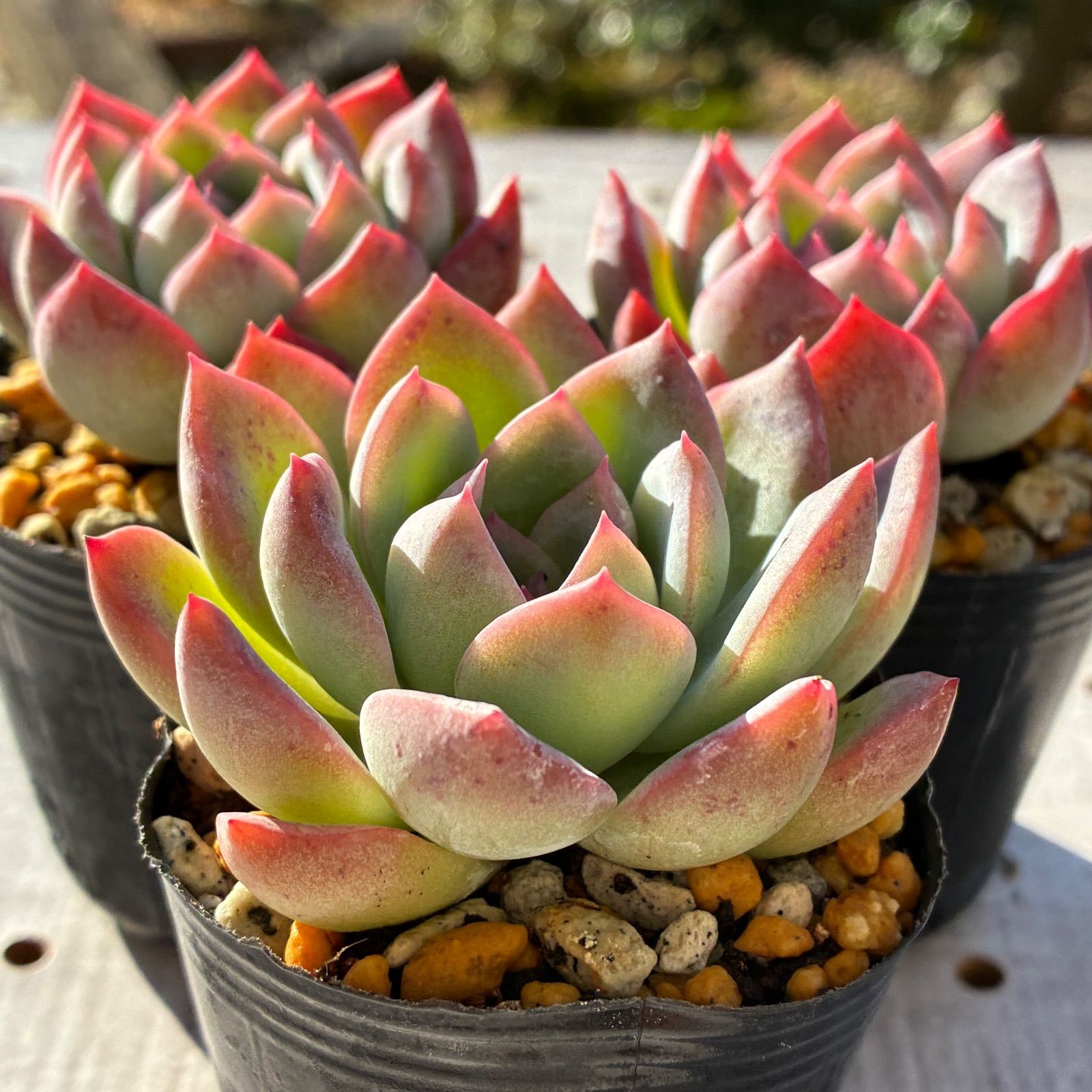 スリョン（すいれん） 多肉植物 エケベリア 1苗 - メルカリ