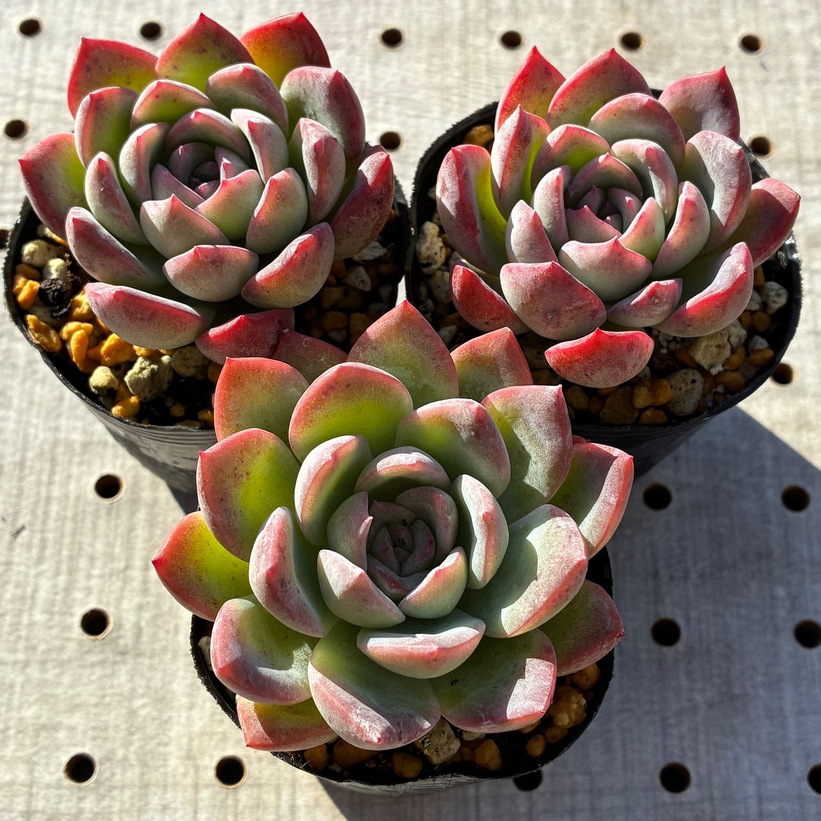 スリョン（すいれん） 多肉植物 エケベリア 1苗 - メルカリ