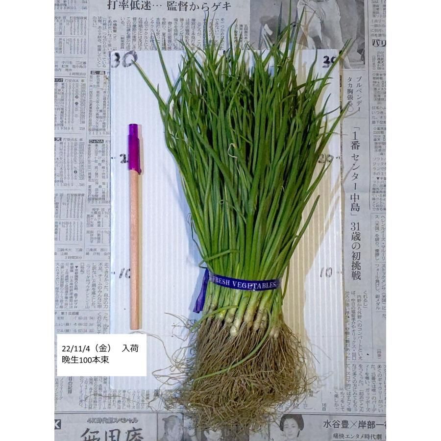 野菜の苗 タマネギ 晩生 約100本×30束 3 000本 もみじ3号 さつき ネオアース 初旬より発送開始予定 玉ねぎ苗 たまねぎ苗