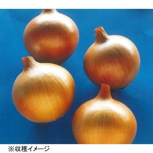 野菜の苗 タマネギ 晩生 約100本×30束 3 000本 もみじ3号 さつき ネオアース 初旬より発送開始予定 玉ねぎ苗 たまねぎ苗