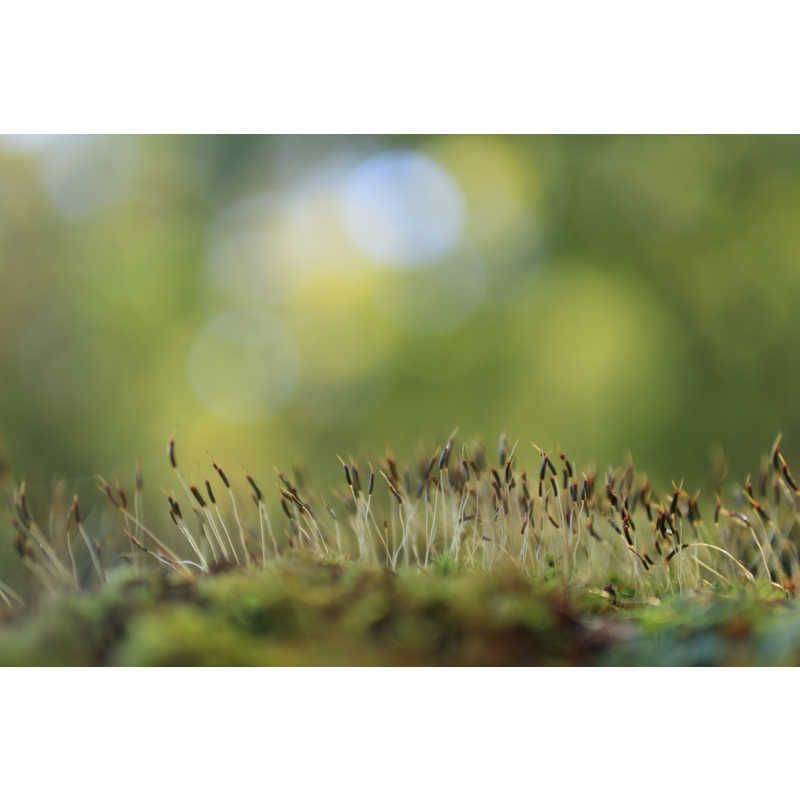 シグマ カメラレンズ