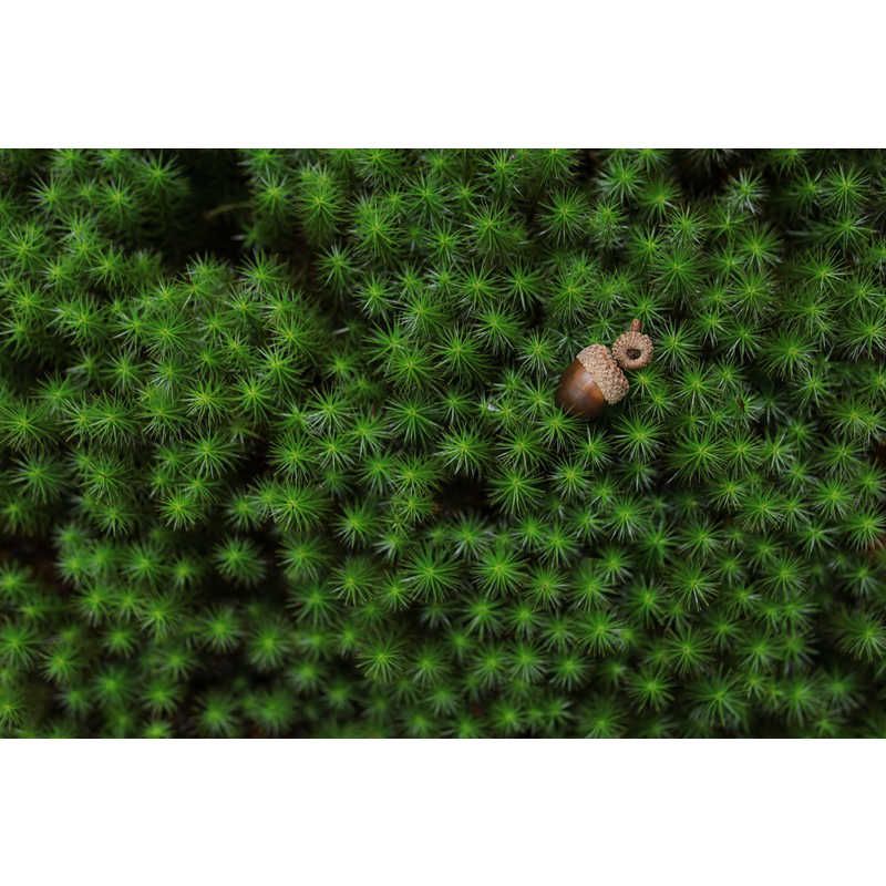  シグマ カメラレンズ 30 mm F 1 4 DC DN ライカSL TL用 Contemporary その他 デジタルカメラ