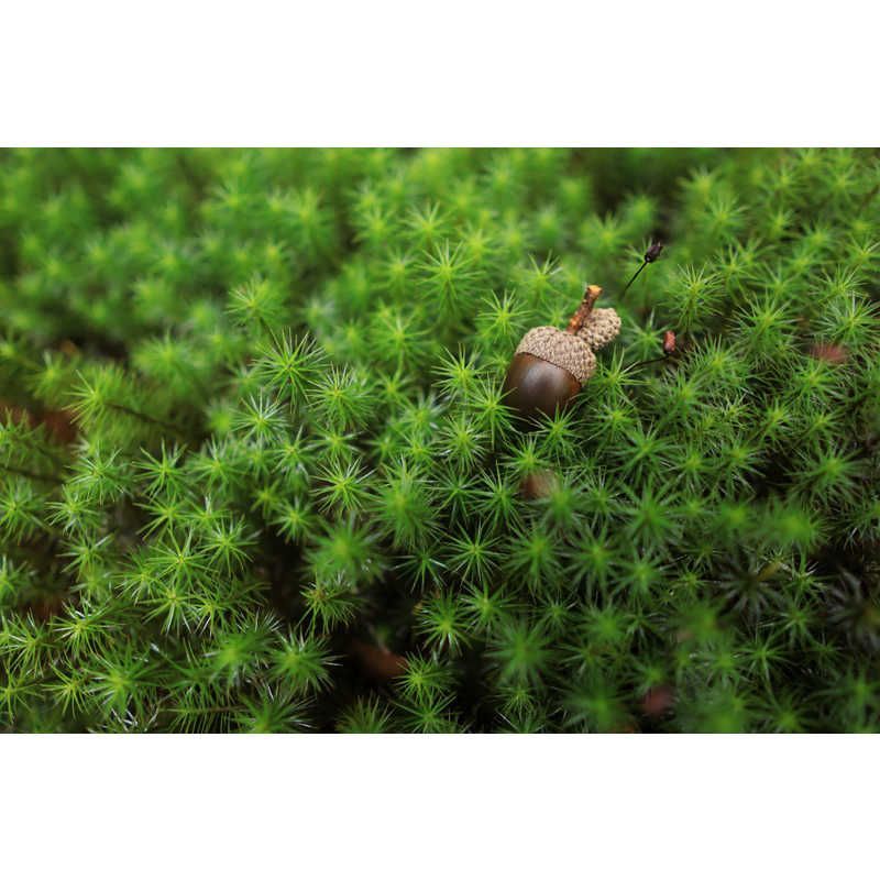 名品の シグマ カメラレンズ ニコンZ APS-C用 Contemporary 16mm F1.4 DC DN