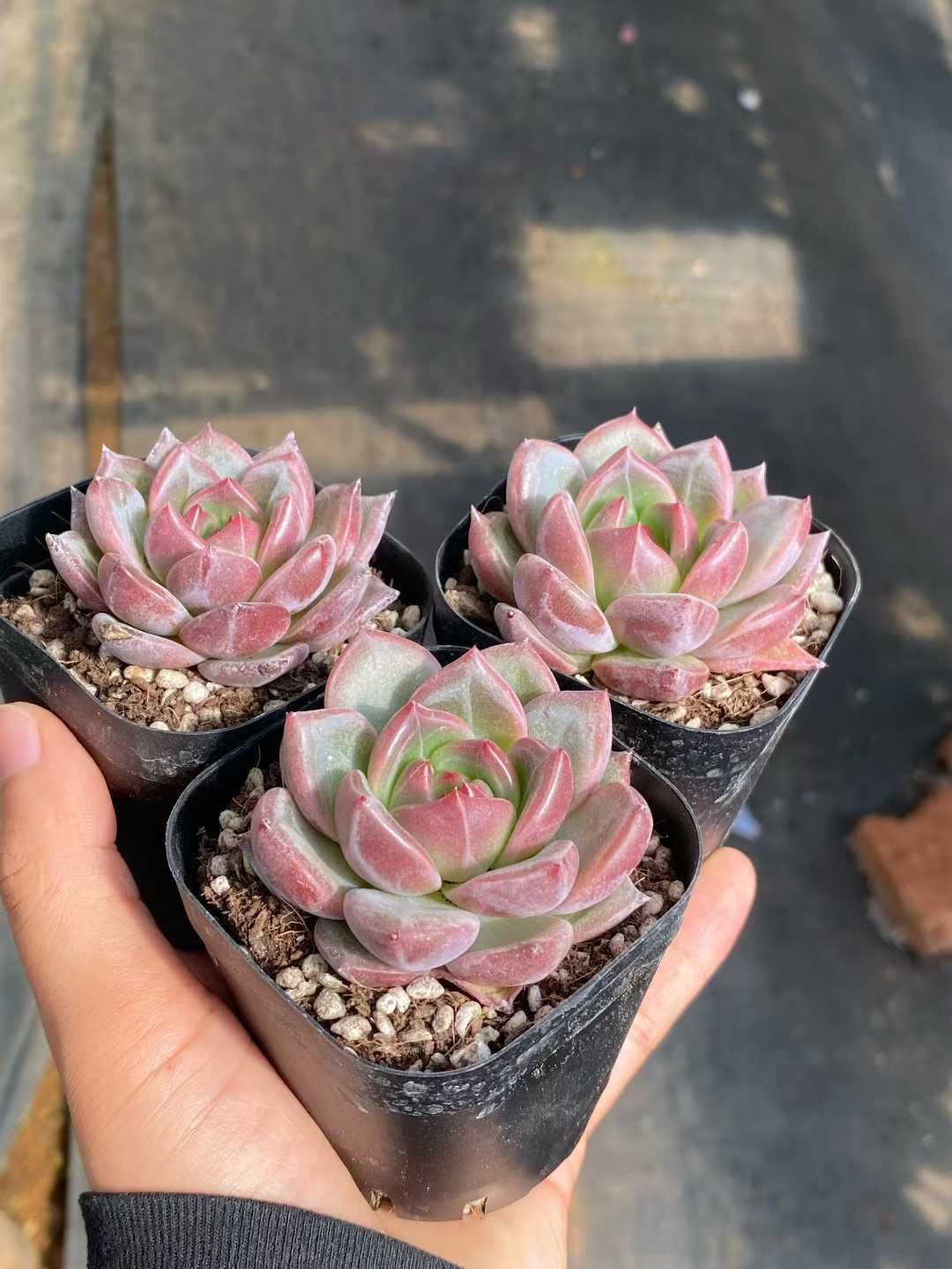 新入荷 シャーロット MY 苗 抜き苗 多肉植物 アエオニウム エケベリア サボテン 韓国苗