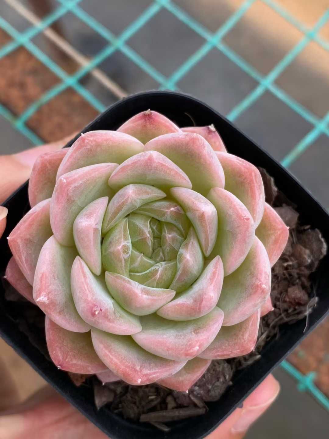 新入荷 スイガン MY 821 50苗 抜き苗 多肉植物 アエオニウム エケベリア サボテン 韓国苗