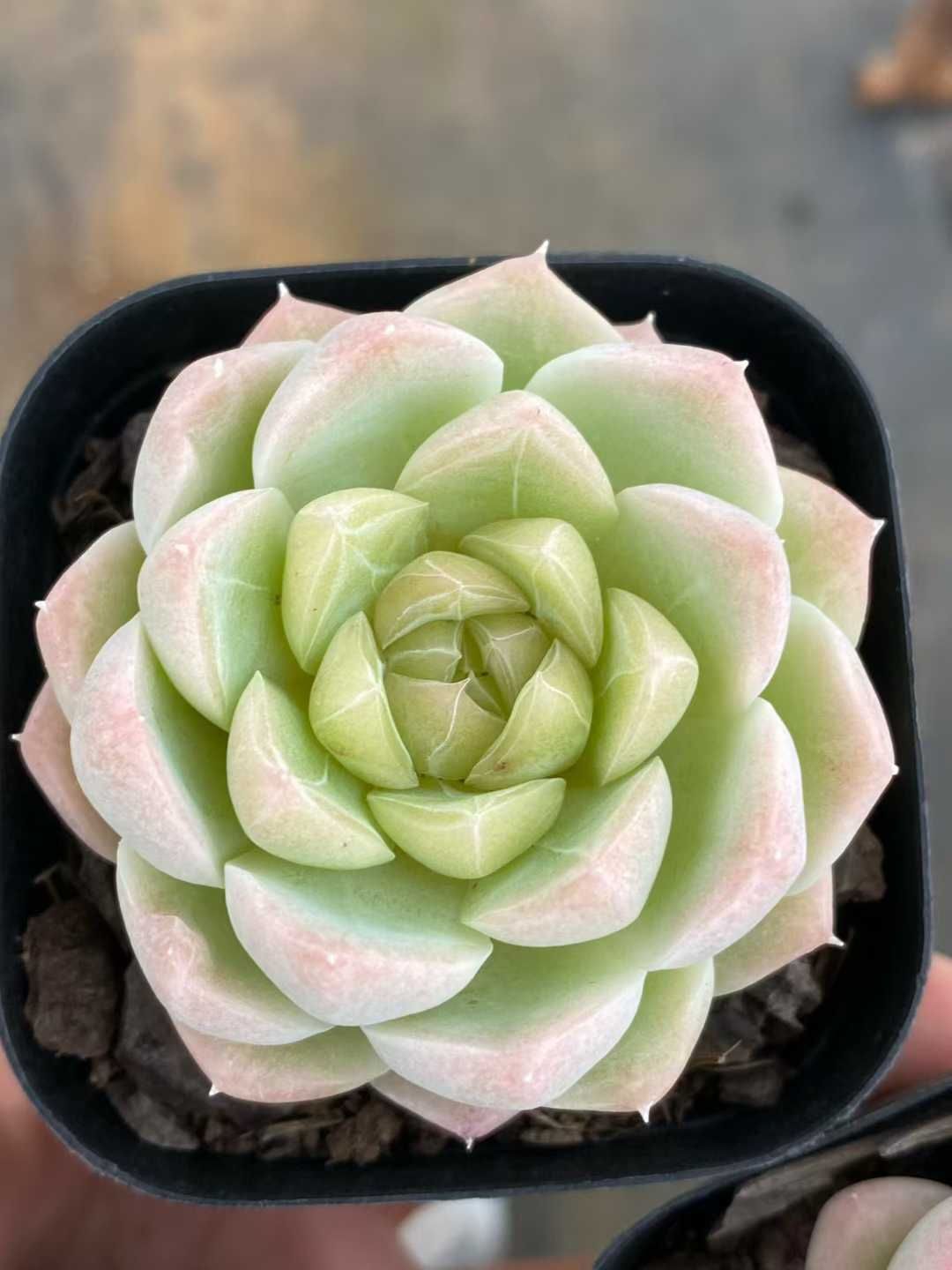 新入荷 スイガン MY 苗 抜き苗 多肉植物 アエオニウム エケベリア サボテン 韓国苗