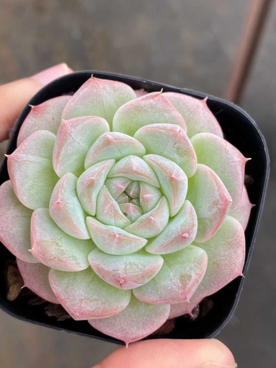 新入荷 ドリームバービー MY 苗 抜き苗 多肉植物 アエオニウム エケベリア サボテン 韓国苗