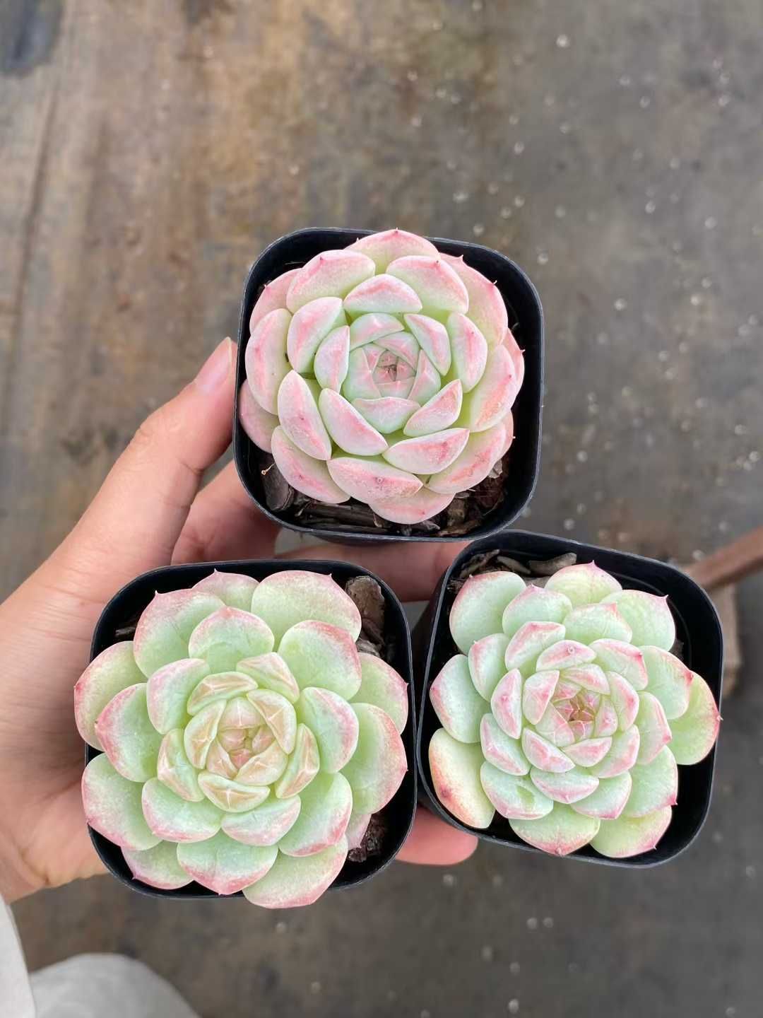 新入荷 ドリームバービー MY 苗 抜き苗 多肉植物 アエオニウム エケベリア サボテン 韓国苗