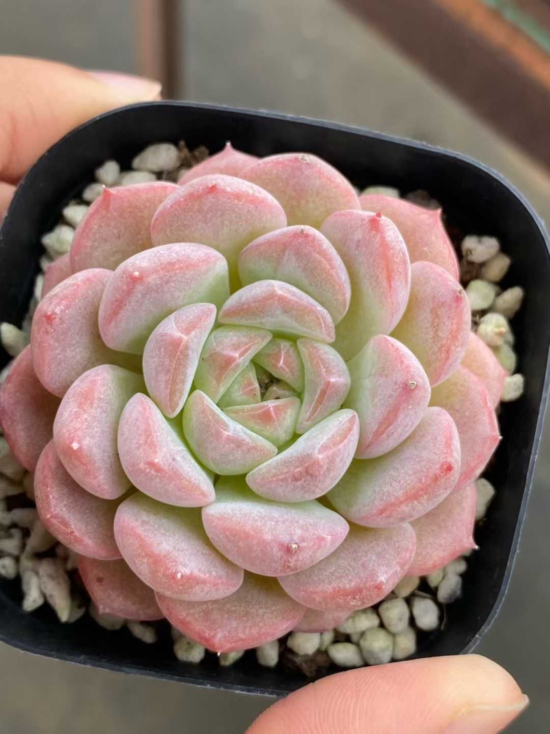 新入荷 ドリームバービー MY 苗 抜き苗 多肉植物 アエオニウム エケベリア サボテン 韓国苗