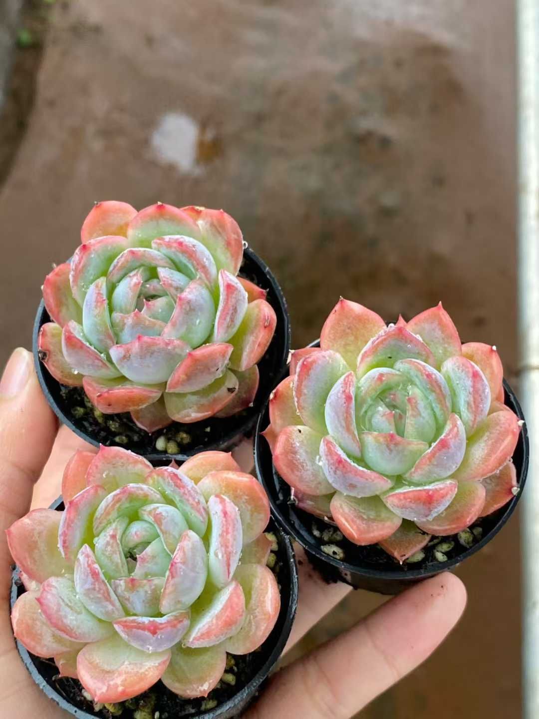 新入荷 シシリーザツ MY 苗 抜き苗 多肉植物 アエオニウム エケベリア サボテン 韓国苗