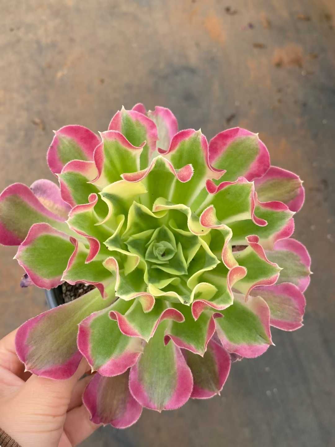 新入荷 ハクホウ MY852×18苗 抜き苗 多肉植物 アエオニウム エケベリア