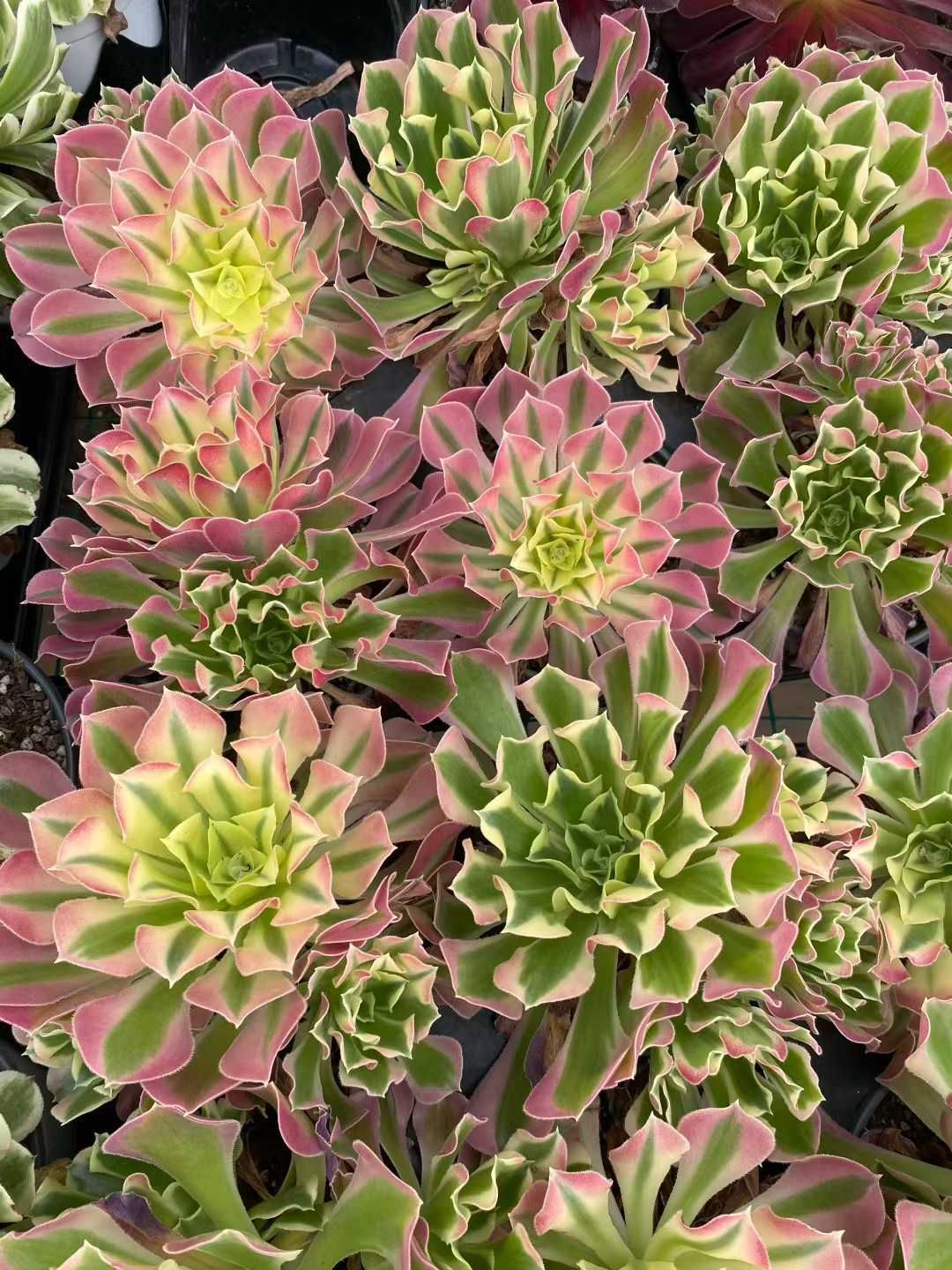 新入荷 ハクホウ MY852×18苗 抜き苗 多肉植物 アエオニウム エケベリア