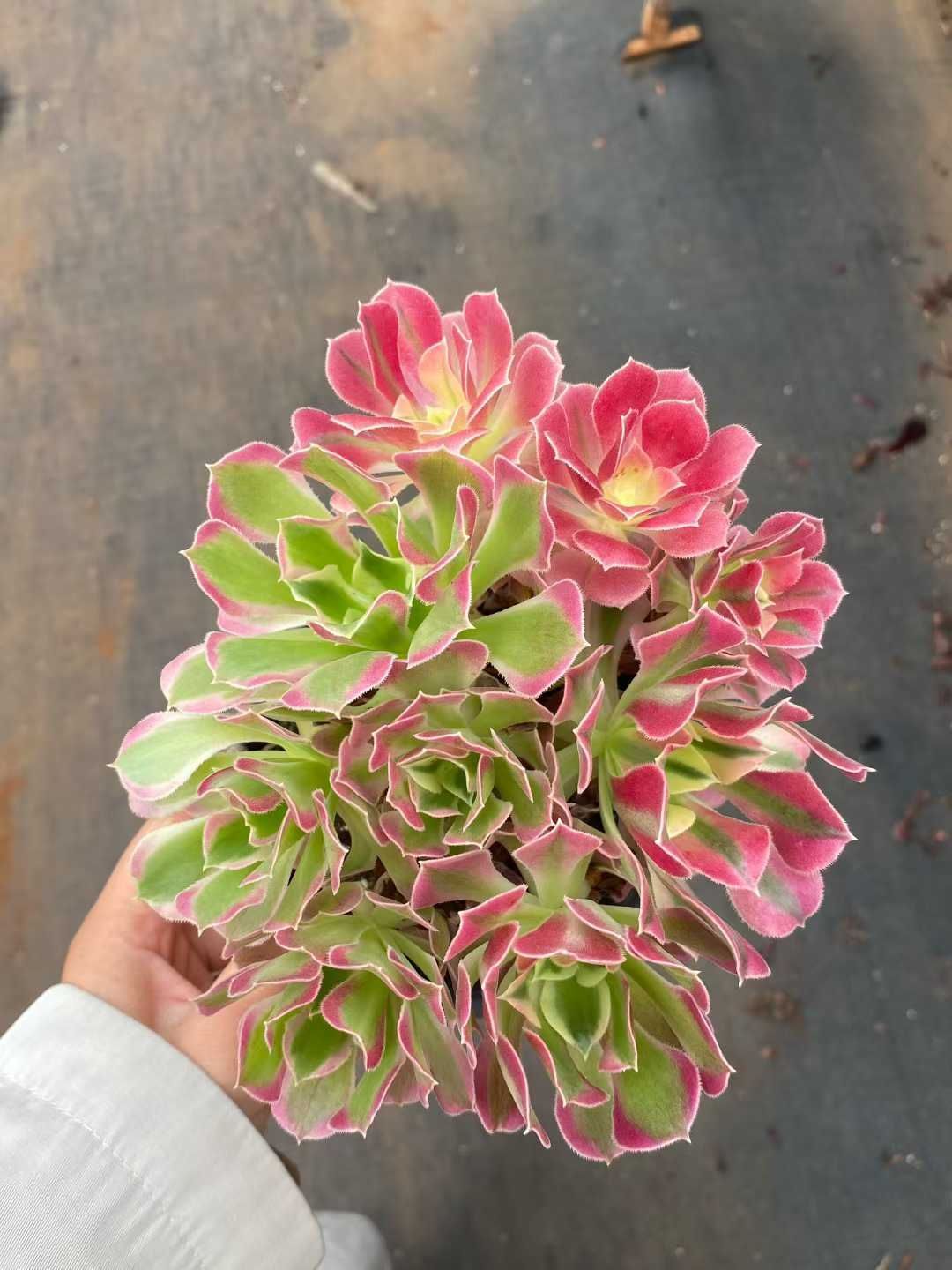 新入荷 ハクホウ MY854×12苗 抜き苗 多肉植物 アエオニウム エケベリア