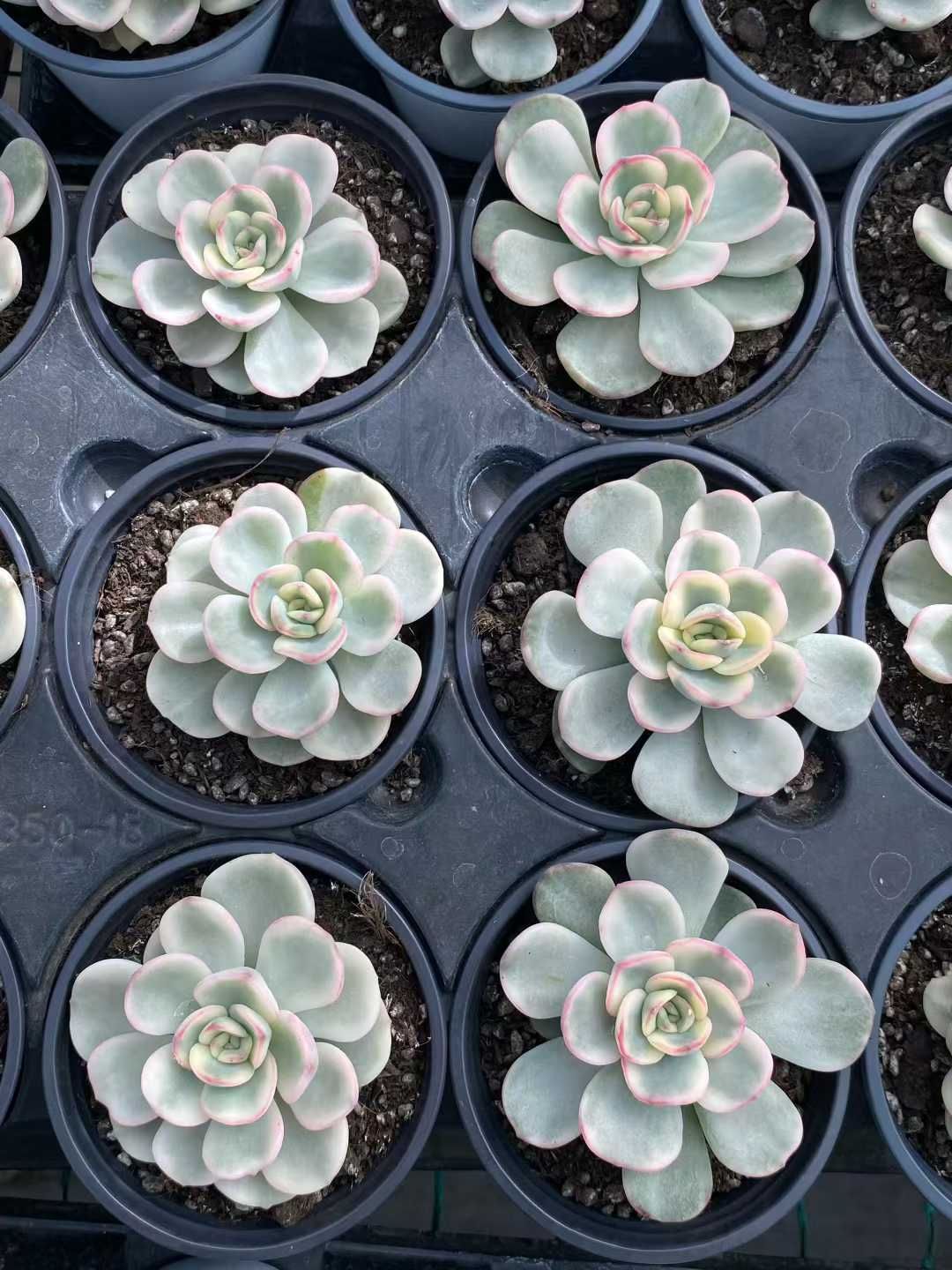 新入荷 ユウジョクニシキ MY883×24苗 抜き苗 多肉植物 アエオニウム