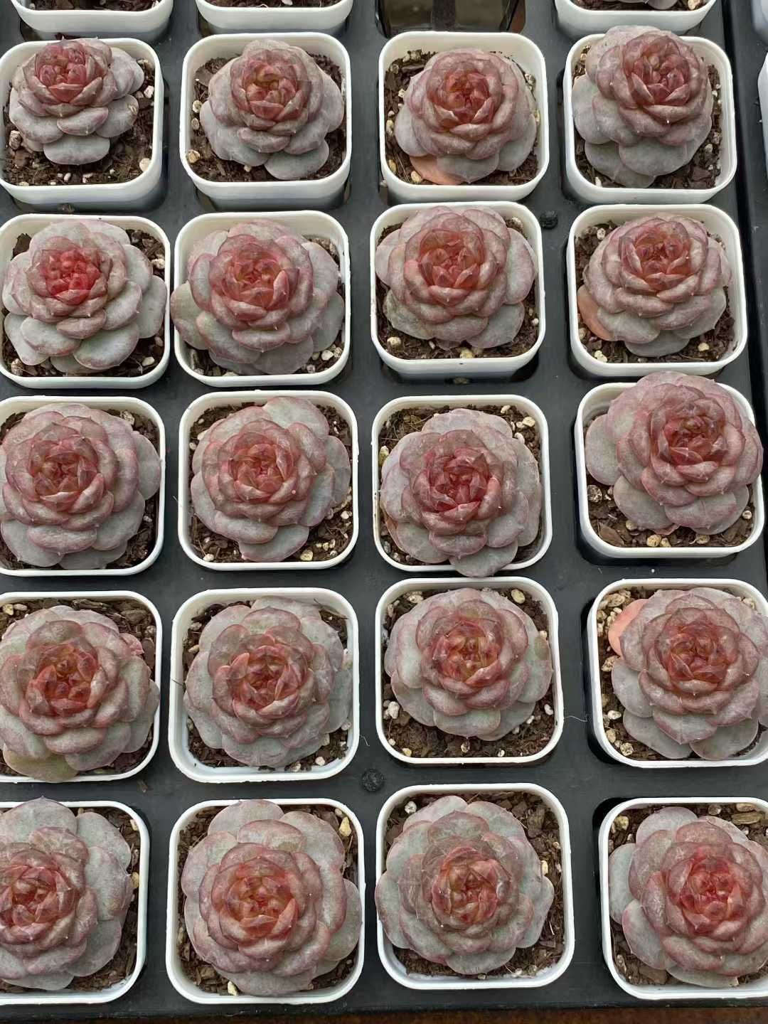 多肉植物　韓国苗　パラメラ　抜き苗 パラメラ 韓国苗 多肉植物 多肉植物 プクニク 通販 14796224｜Creema