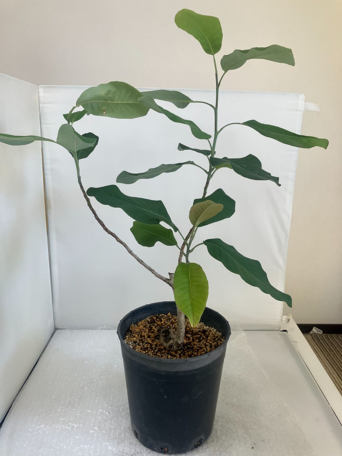 モクレン好き必見 原種モクレン マグノリア デラヴァイ