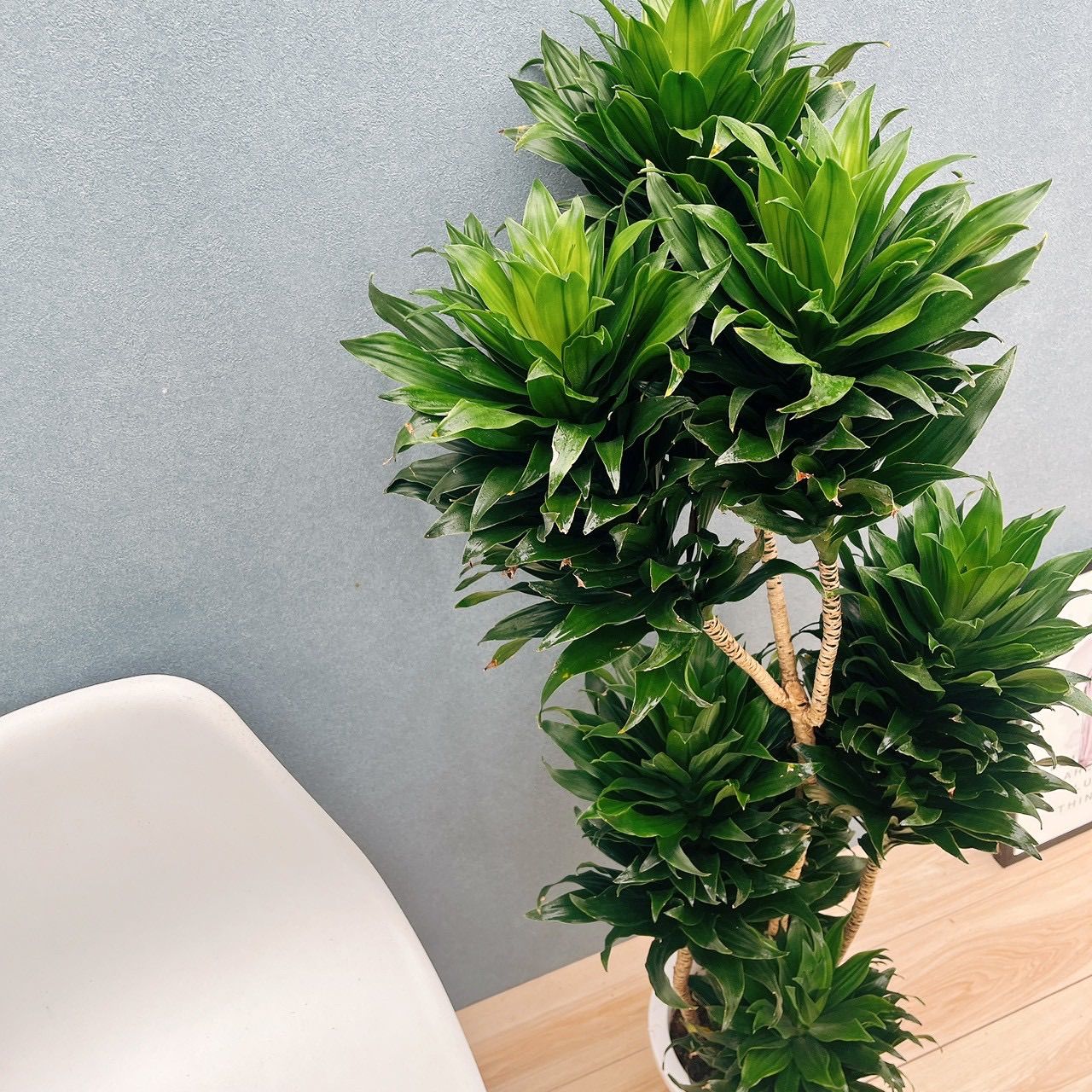 現品］31番 ドラセナ コンパクタ 8号 観葉植物 室内 大型 おしゃれ
