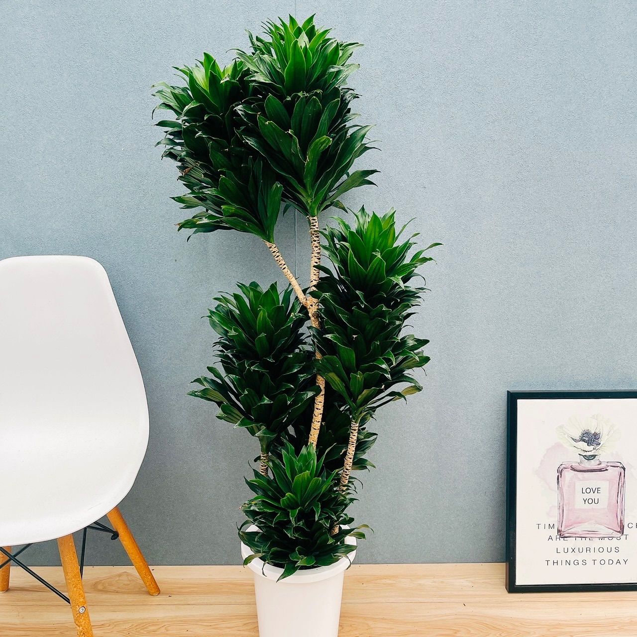 ドラセナ・コンパクタ 古木 8号 113cm ドラセナコンパクタ 8号サイズ