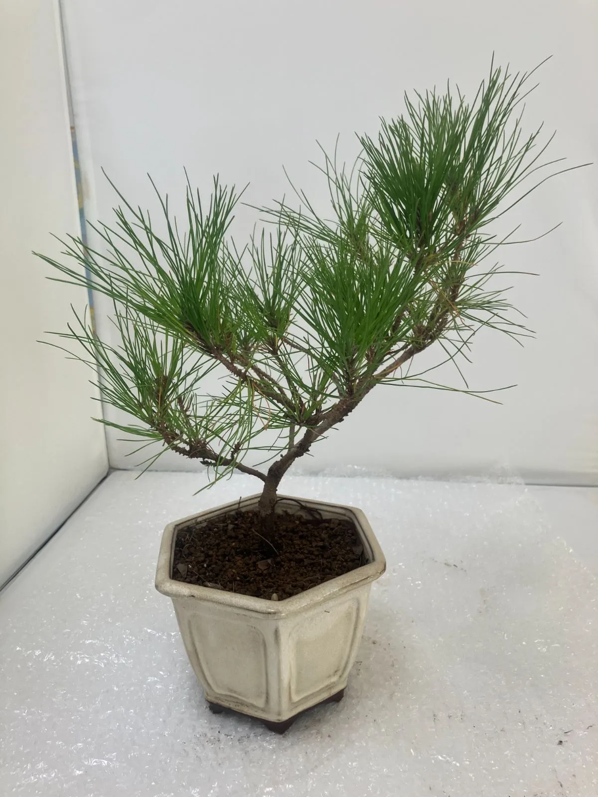 2026年最新】リュウキュウマツの人気アイテム - メルカリ