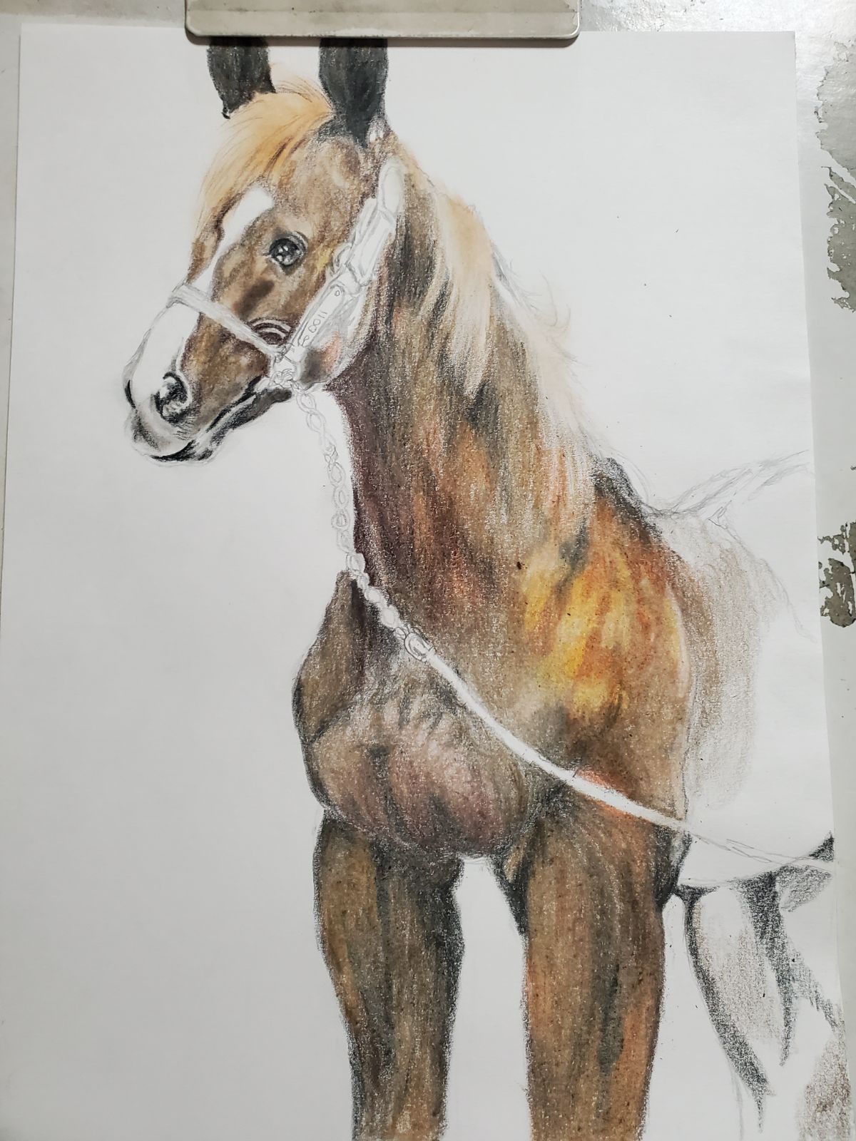 AQUA&癒し色鉛筆画「落ち着いた世界のオルフェーヴル馬」新作 - メルカリ