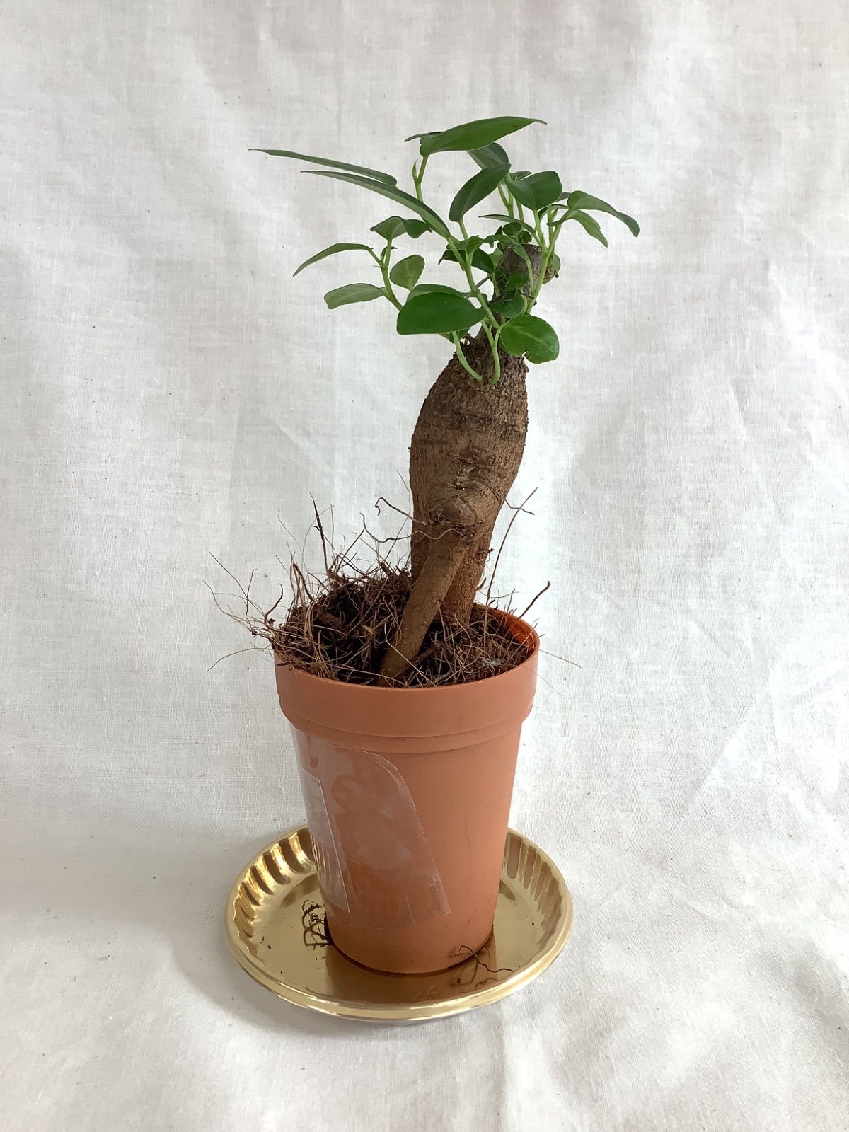 ガジュマル（I） - メルカリ