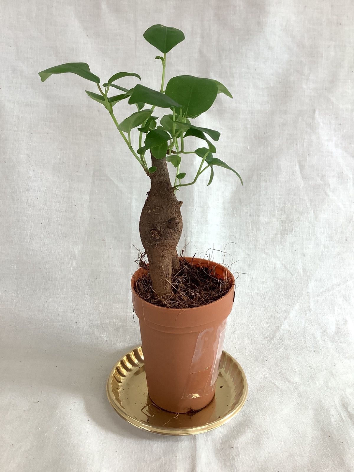 ガジュマル（J） - メルカリ