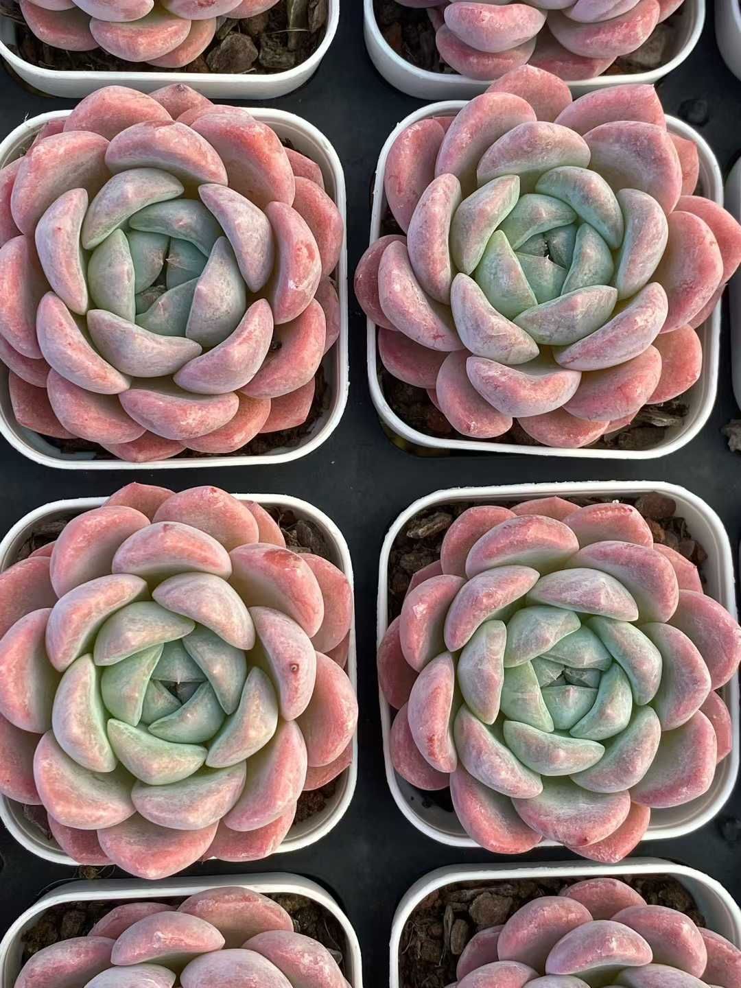 【新入荷】エケべリア　韓国苗　ソウルクラウン 中苗　多肉植物 　s_6106 新入荷】エケべリア 韓国苗 ソウルクラウン 中苗 多肉植物 s_6106 新