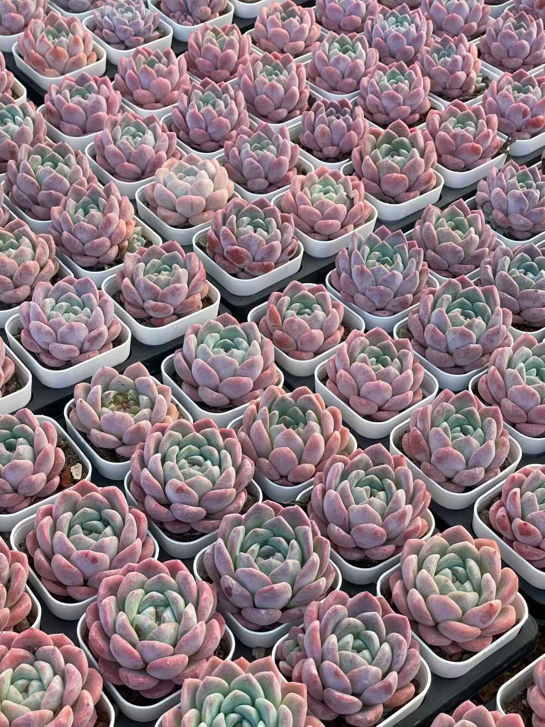 新入荷 トウシンムンル QS1222×24苗 抜き苗 多肉植物 アエオニウム