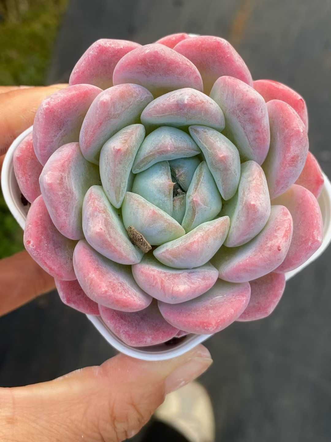 新入荷】エケべリア 韓国苗 ソウルクラウン 中苗 多肉植物 s_6106 New