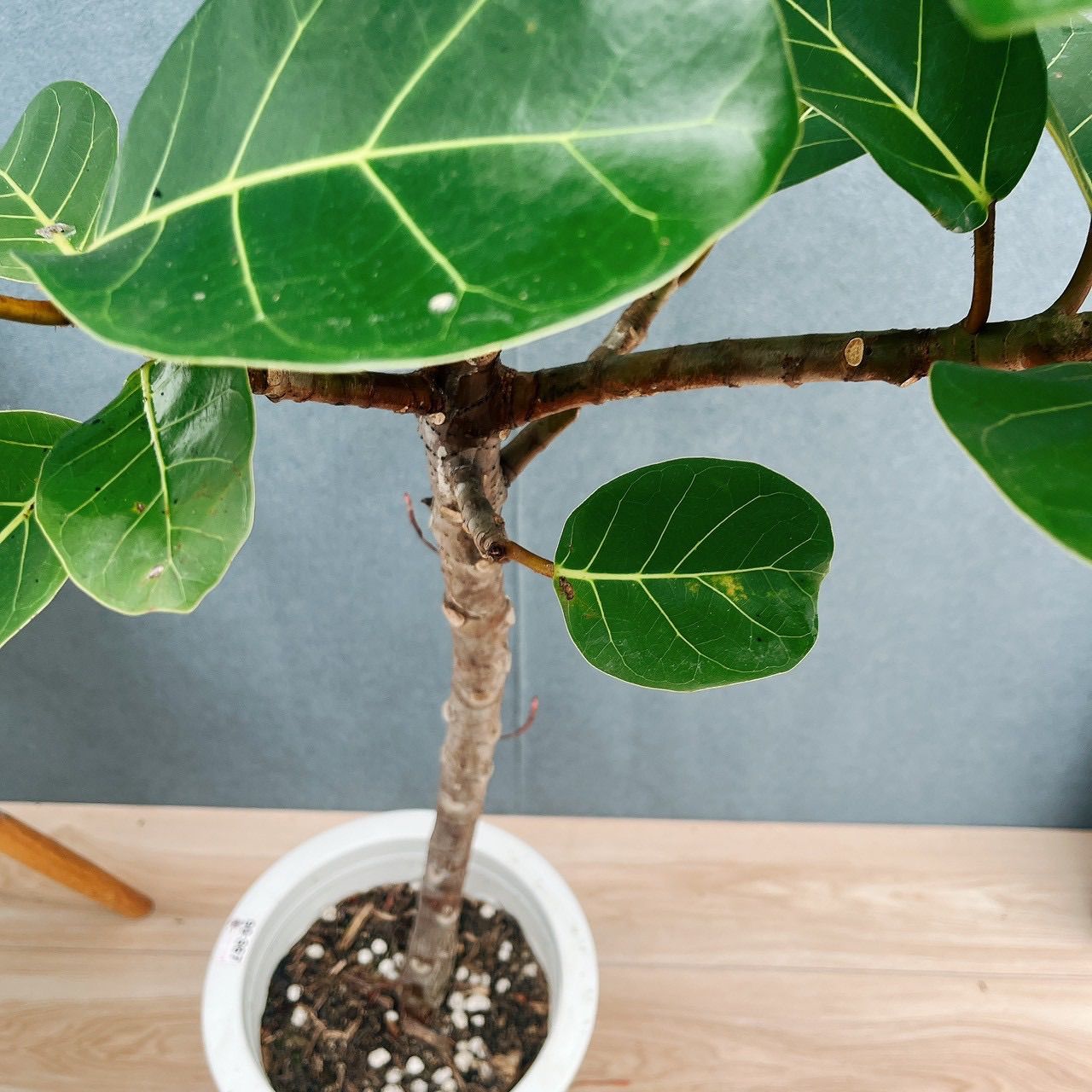 現品］【希少】F フィカス アフリカンプリンス 8号 観葉植物 室内 大型