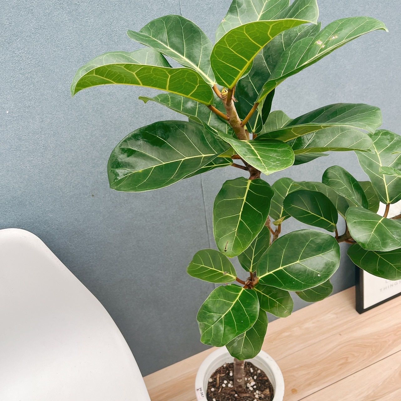 希少株 フィカス アフリカンプリンス 観葉植物 大型 室内 9号鉢 170cm 希少株 フィカス アフリカンプリンス 観葉植物 大型 室内 9号鉢 170cm