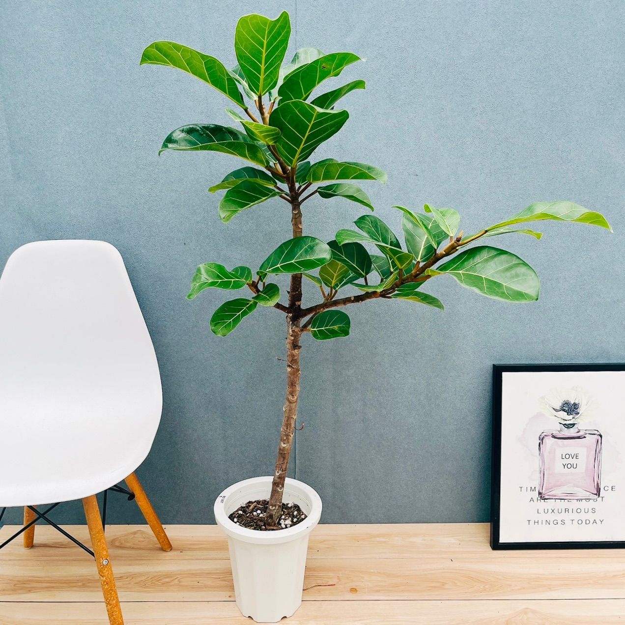 現品］【希少】F フィカス アフリカンプリンス 8号 観葉植物 室内 大型