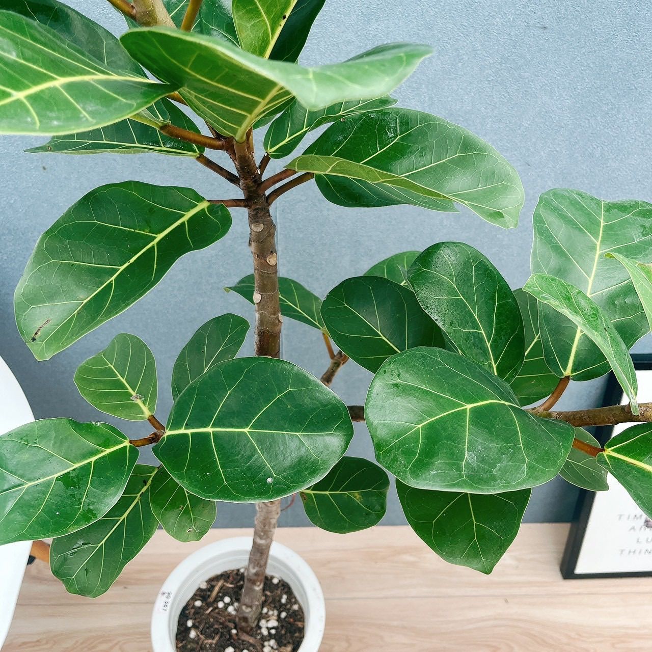 現品］【希少】F フィカス アフリカンプリンス 8号 観葉植物 室内 大型