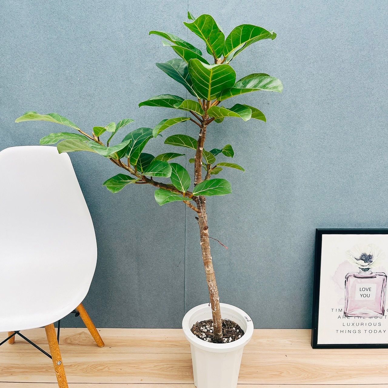 現品］【希少】F フィカス アフリカンプリンス 8号 観葉植物 室内 大型