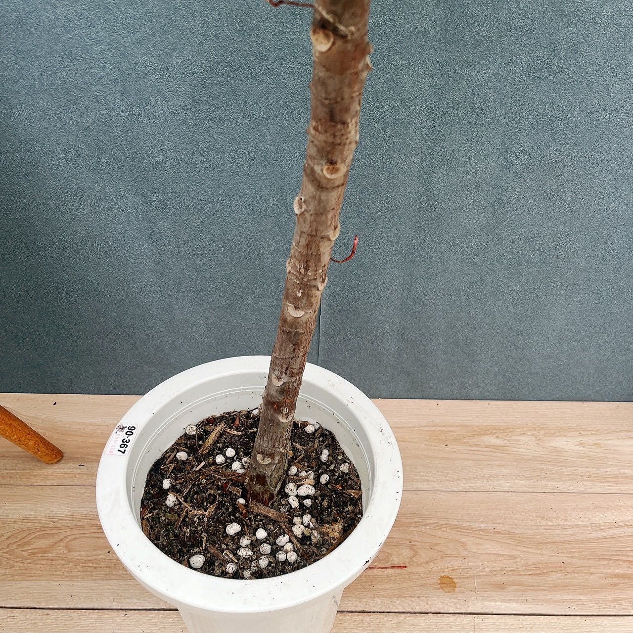 現品］【希少】F フィカス アフリカンプリンス 8号 観葉植物 室内 大型