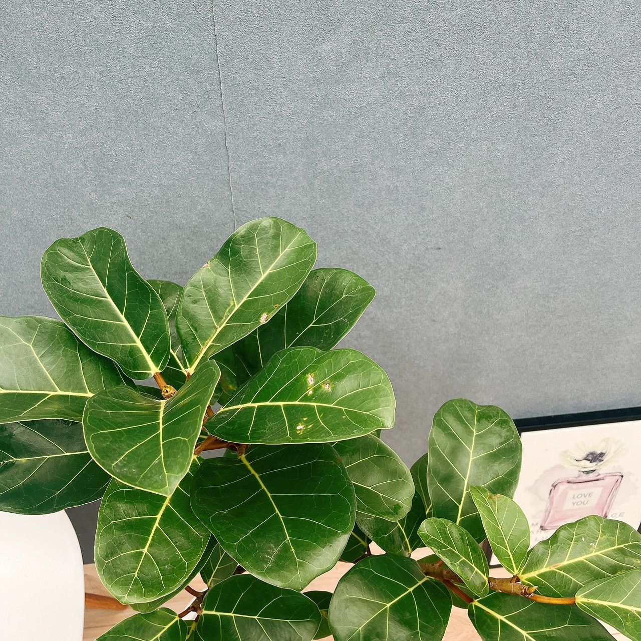 現品］【希少】F フィカス アフリカンプリンス 8号 観葉植物 室内 大型