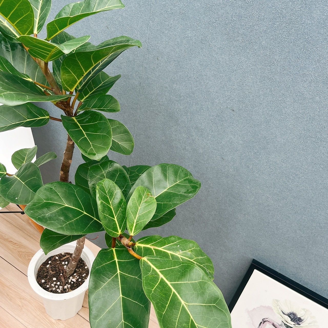 現品］【希少】F フィカス アフリカンプリンス 8号 観葉植物 室内 大型