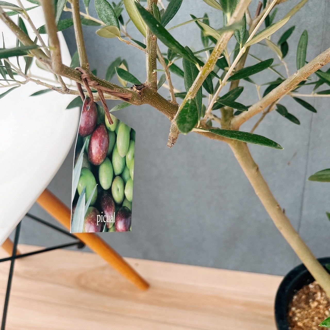 ビロウヤシ ビロウヤシ 4,4m】 ビロウヤシ ビロウヤシ｜Livistona