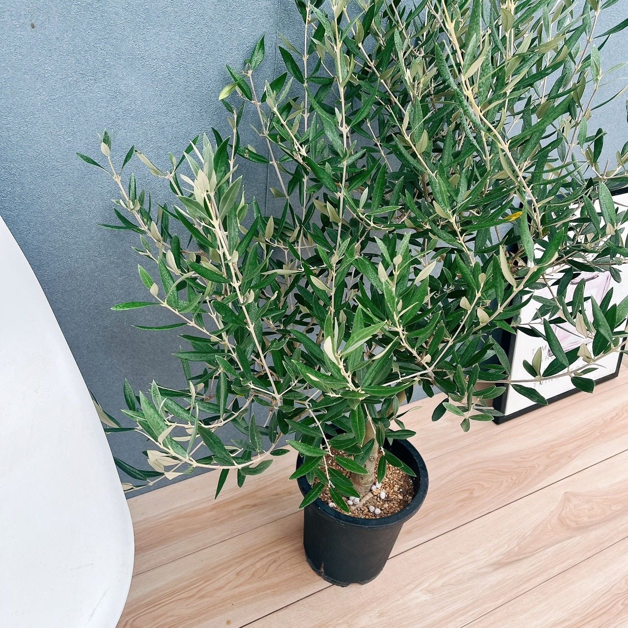 現品 Aランク 21番 創樹 オリーブ ピクアル 7号 大型 屋外 souju 珍しい かわいい おしゃれ オリーブの木