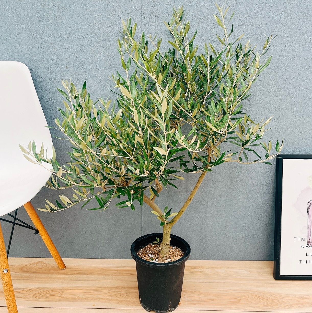 現品 Aランク 21番 創樹 オリーブ ピクアル 7号 大型 屋外 souju 珍しい かわいい おしゃれ オリーブの木