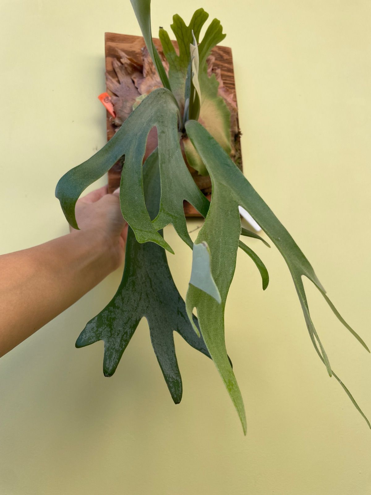 ビカクシダ ウィリンキー ドワーフタツタ P.Willinckii dwarf TST