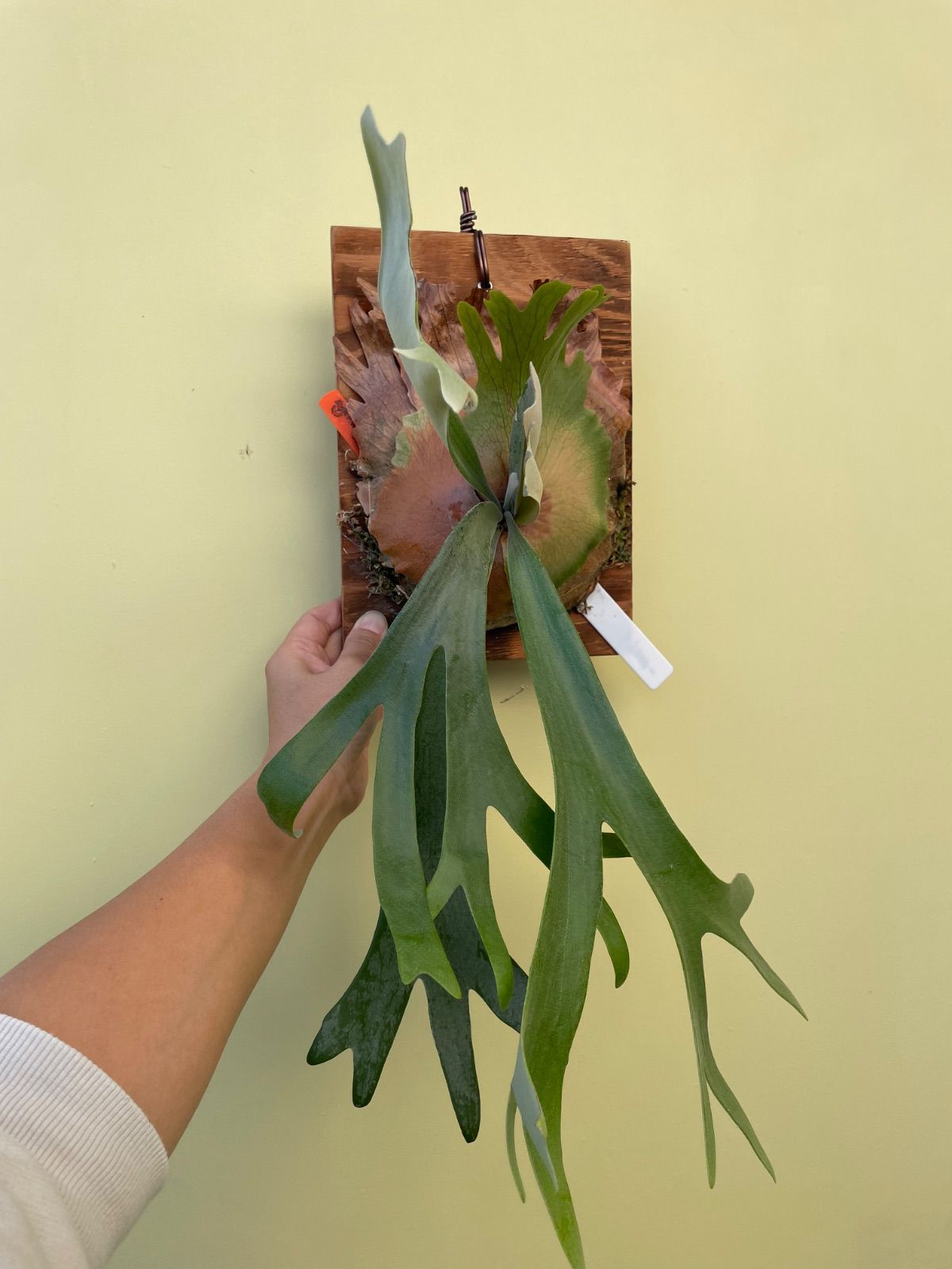 ビカクシダ ウィリンキー ドワーフタツタ P.Willinckii dwarf TST