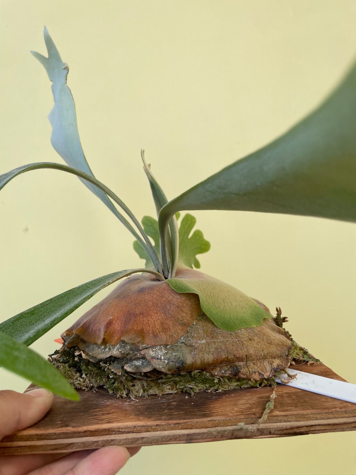 ビカクシダ ウィリンキー ドワーフタツタ P.Willinckii dwarf TST