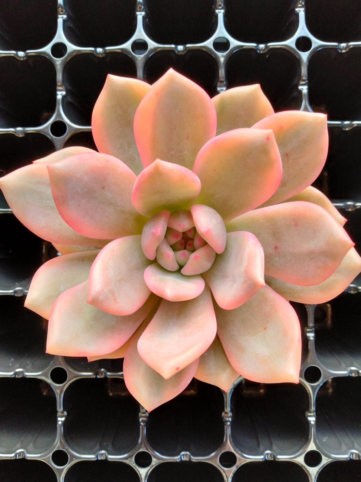 多肉植物 アリエル錦 特大 便