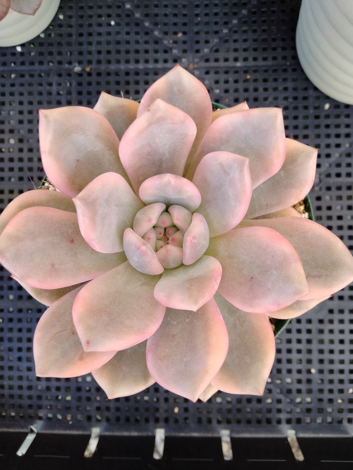 多肉植物 アリエル錦 特大 便