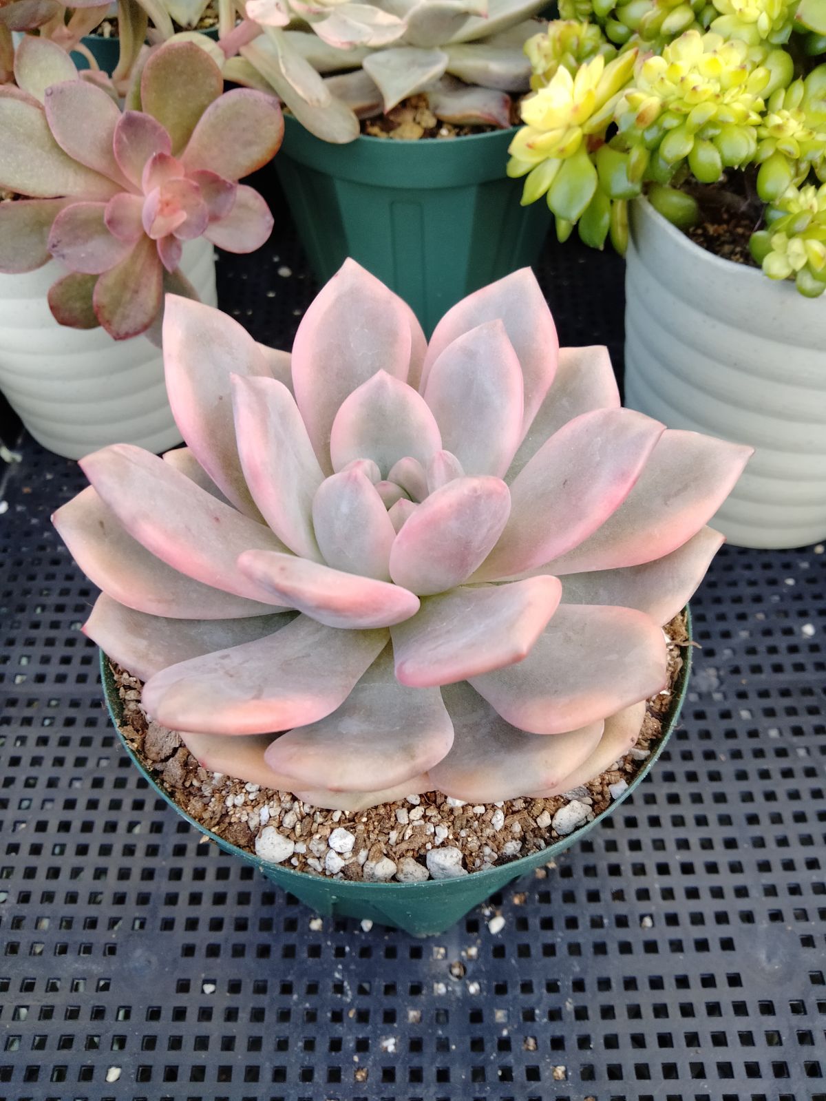 多肉植物 アリエル錦 特大 便